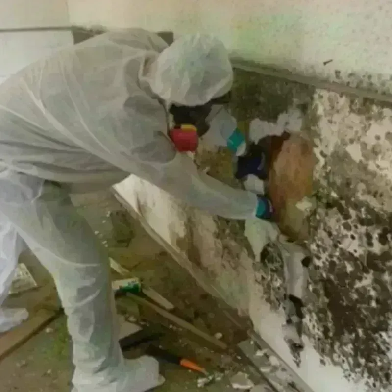 Mold Remediation and Removal in Prescott, WI